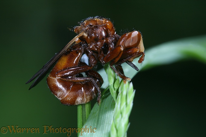 Thick-headed Fly (Sicus ferrugineus) male roosting on a grass head