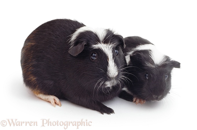 Black-and-white Crested Guinea pigs, white background