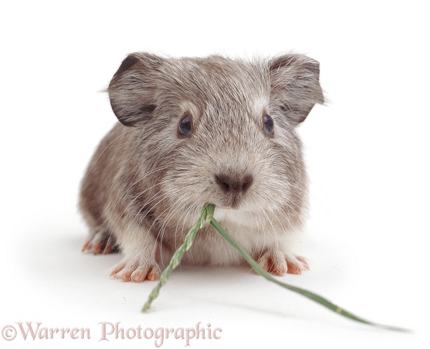 Baby silver Guinea pig, 6 weeks old, eating a flowering head of grass, white background