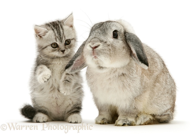 British Shorthair silver tabby kitten with silver Lop rabbit, white background