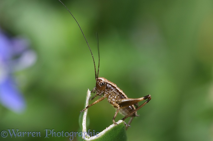 Dark Bush Cricket (Pholidoptera griseoaptera) 2nd instar nymph on the broken end of a Bluebell leaf