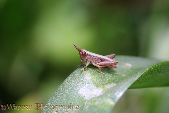 Common Field Grasshopper (Chorthippus brunneus) 1st instar nymph