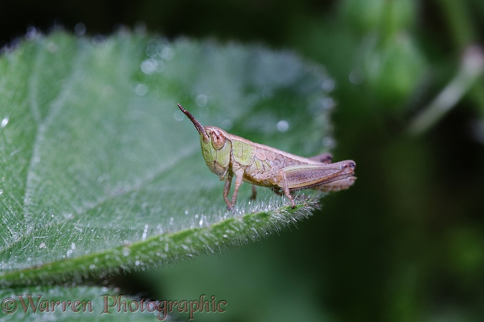 Common Field Grasshopper (Chorthippus brunneus) 2nd instar nymph