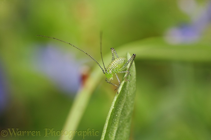 Speckled Bush Cricket (Leptophyes punctatissima) first instar nymph.  Europe