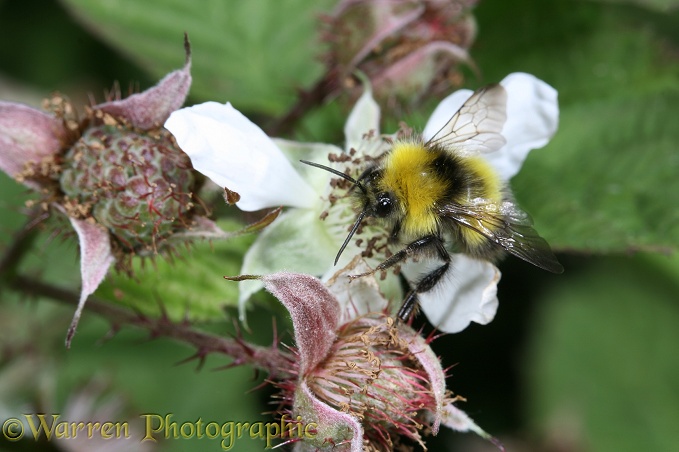 Garden Bumblebee (Bombus hortorum) male visiting loganberry flower