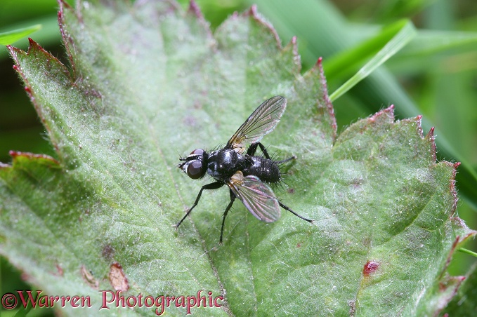Small fly (Calliphoridae)