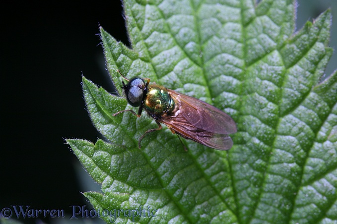 Soldier Fly (Chloromyia formosa) male on nettle leaf