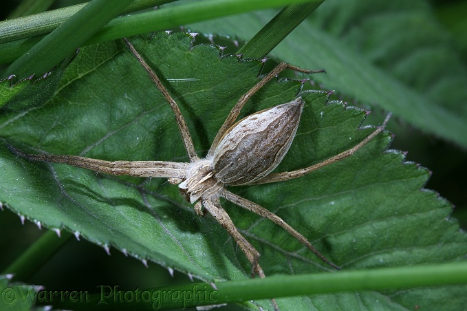 Wolf Spider (Pisaura mirabilis) gravid female resting on nettle leaf