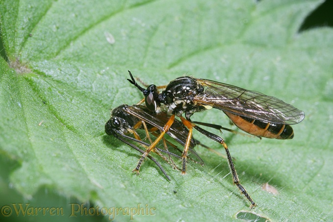 Robber Fly (Dioctria rufipes) female with prey