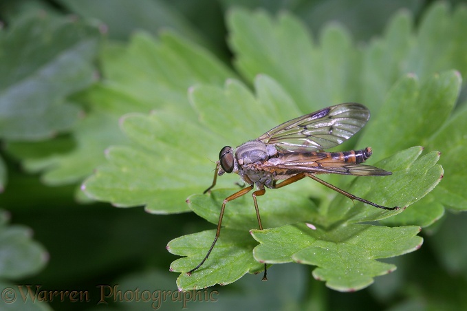 Snipe Fly (Rhagia scolopacea) resting on buttercup leaf