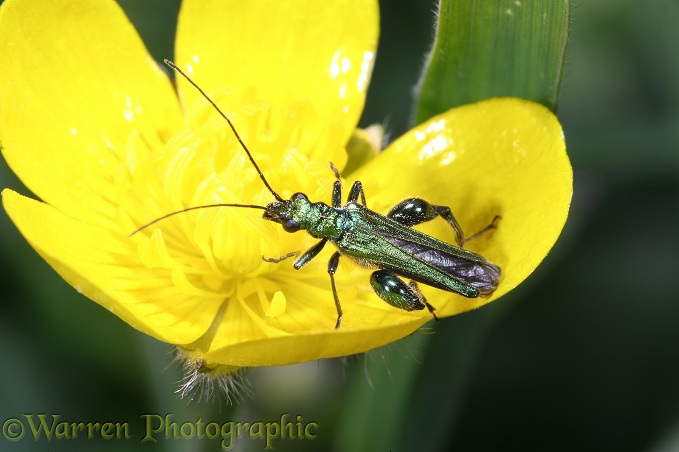 Thick-knee Beetle (Oedemera nobilis) on buttercup