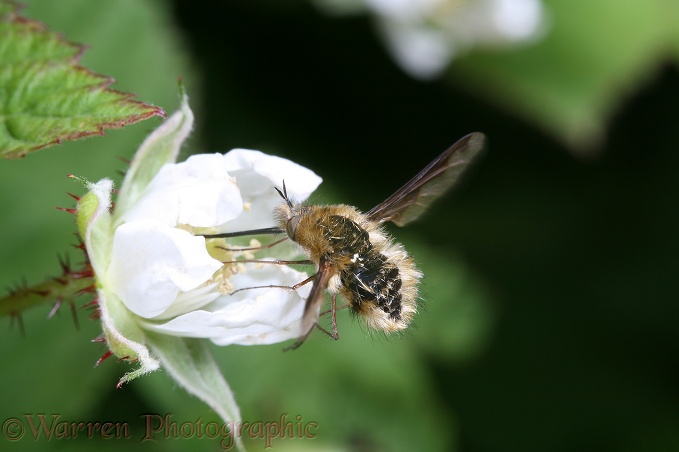 Bee fly (Bombylius species) on loganberry flower - aging specimen showing hair loss