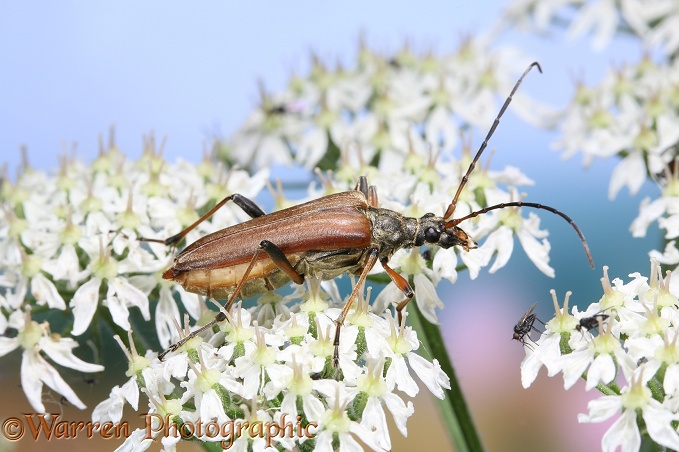 Longhorn Beetle (Stenocorus meridianus) gravid female on Hogweed (Heracleum sphondylium)