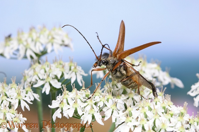 Longhorn Beetle (Stenocorus meridianus) gravid female taking off from Hogweed (Heracleum sphondylium)