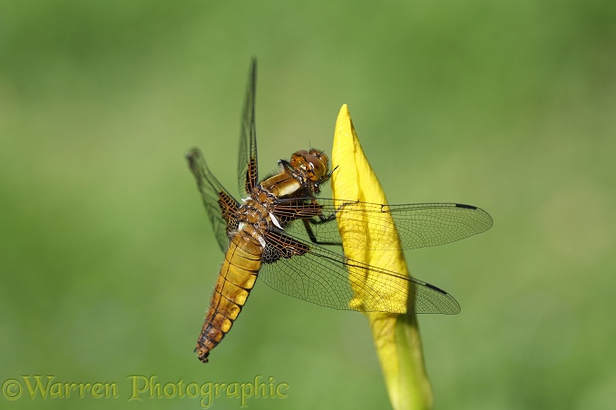 Wide-bodied Chaser Dragonfly (Libellula depressa) female resting on Iris