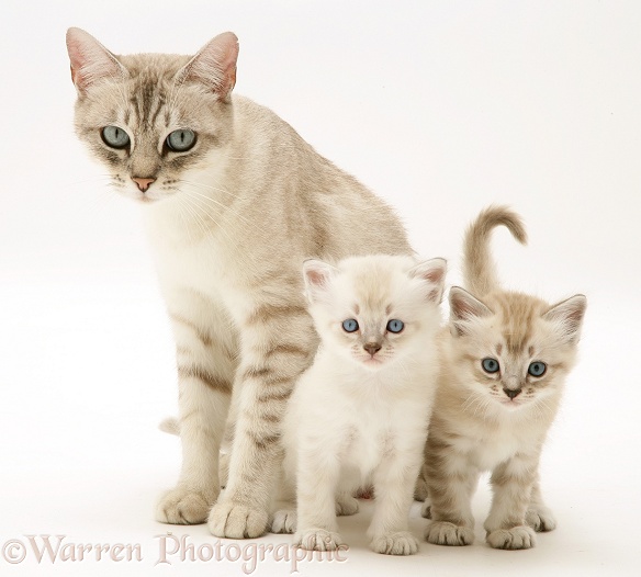 Birman-cross mother cat and kittens, white background