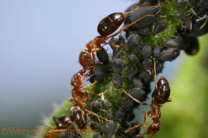 Black or Garden Ant (Lasius niger) two workers sharing a drop of honeydew from a black aphid on a comfrey stem