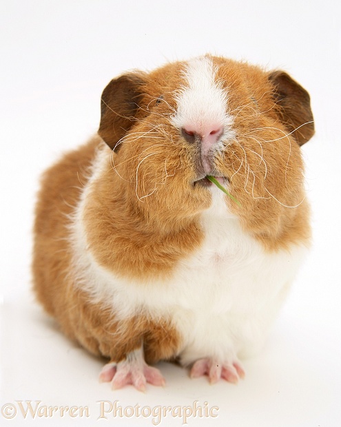 Red-and-white Rex Guinea pig, 6 weeks old, eating a blade of grass, white background