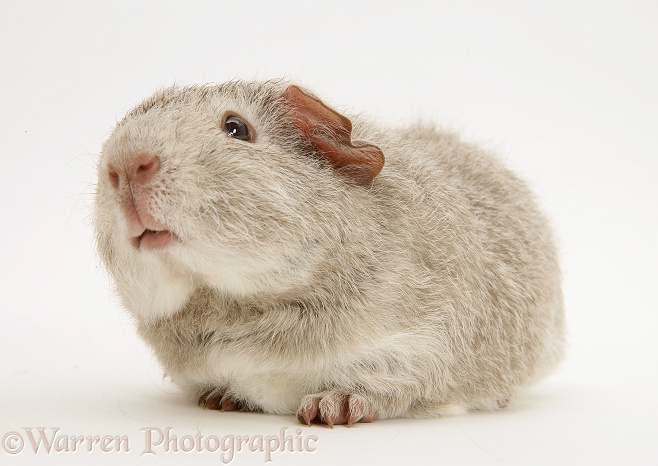 Young silver Rex Guinea pig, 6 weeks old, white background