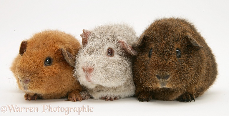 Young red, silver and chocolate agouti Rex Guinea pigs, 6 weeks old, white background