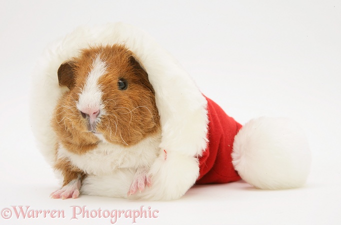 Young red-and-white Rex Guinea pig, 6 weeks old, in a Santa hat, white background