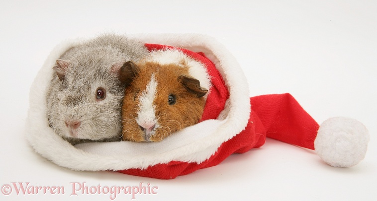 Young silver and red-and-white Rex Guinea pigs, 6 weeks old, in a Santa hat, white background