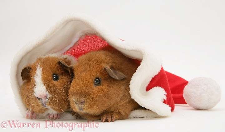 Young red Rex Guinea pigs, 6 weeks old, in a Santa hat, white background