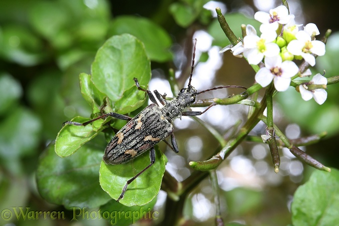 Wood Boring Beetle (Rhagium bifasciatum) on cress