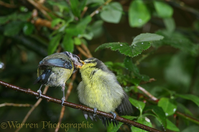 Blue Tit (Parus caeruleus) parent feeding young on a rainy day