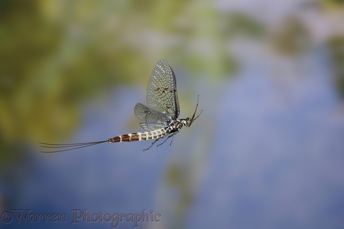 Mayfly (Ephemera danica) female in flight