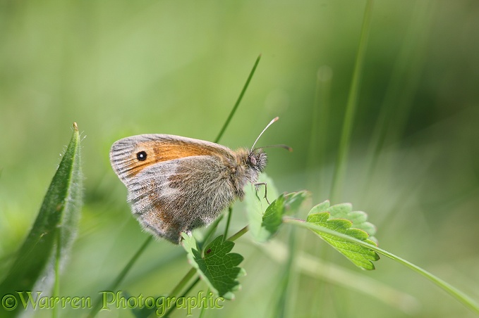 Small Heath Butterfly (Coenonympha pamphilus) resting on Salad Burnet