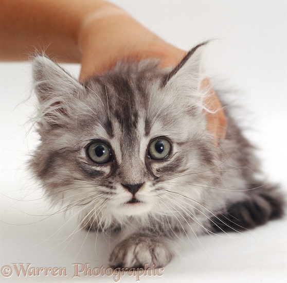 Silver tabby longhaired kitten with runny eyes and nasal discharge, white background