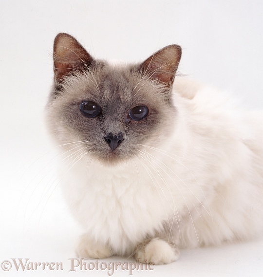 Blue Birman cat with runny eye and chronic rhinitis, white background
