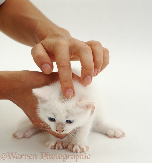 Applying ointment to ringworm lesions on head of white Persian kitten, white background