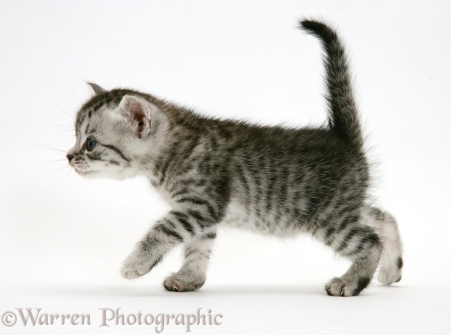 Silver striped tabby kitten, white background