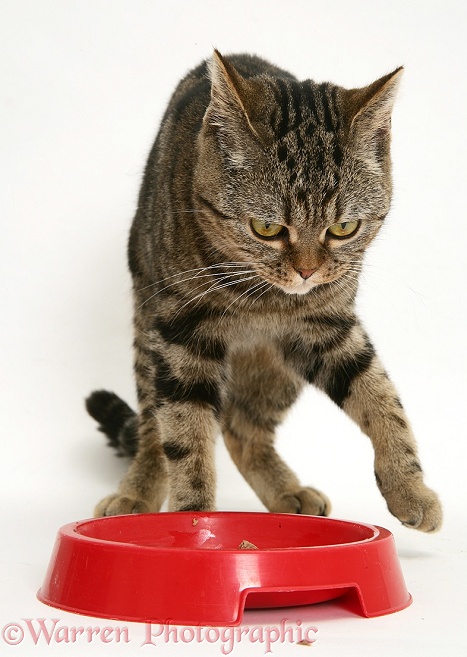 Brown tabby cat, Tiger Lily, trying to food-cover the food in its red bowl, white background