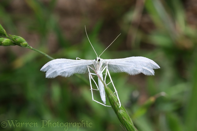 White Plume Moth (Pterophorus pentadactyla)