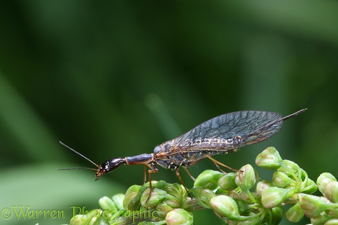 Snake Fly (Raphidia notata) female