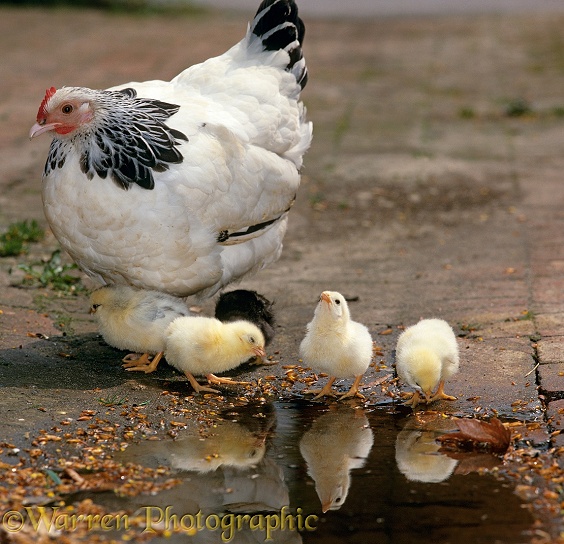 Light Sussex Bantam hen with chicks, 2 days old, drinking at puddle