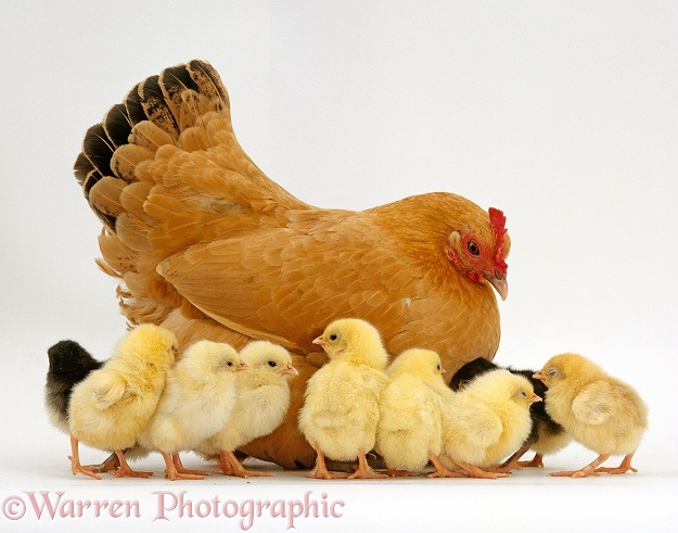 Buff Bantam Hen (Gallus gallus domesticus) with nine of her ten chicks, 2 days old. The tenth chick is under her, white background