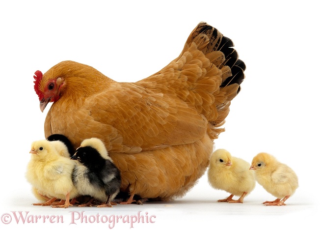 Buff bantam hen with chicks, 2 days old, white background