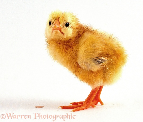 Yellow chick (Gallus gallus domesticus) with a piece of eggshell, white background
