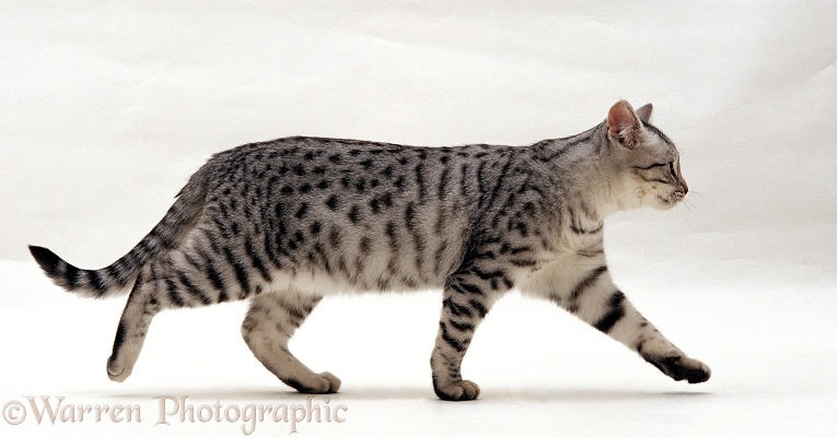 Silver spotted shorthair male cat, Arum, 5 months old, walking profile, white background
