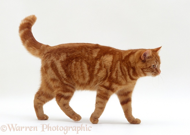British Shorthair Red tabby female cat, Glenda, walking profile, white background