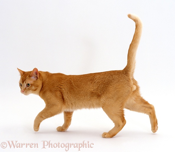 Red Burmese male cat Ozzie walking along, white background