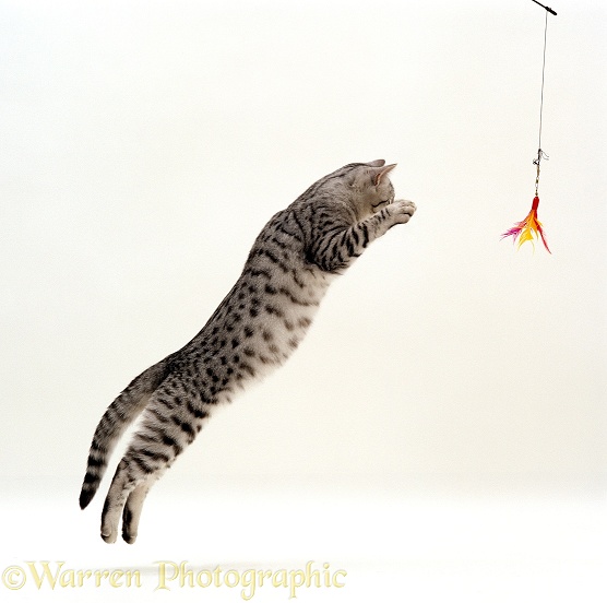 Silver spotted shorthair male cat, Arum, 5 months old, jumping to catch a lure, white background