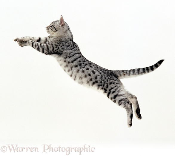 Silver spotted shorthair male cat, Arum, 5 months old, jumping at full stretch, white background