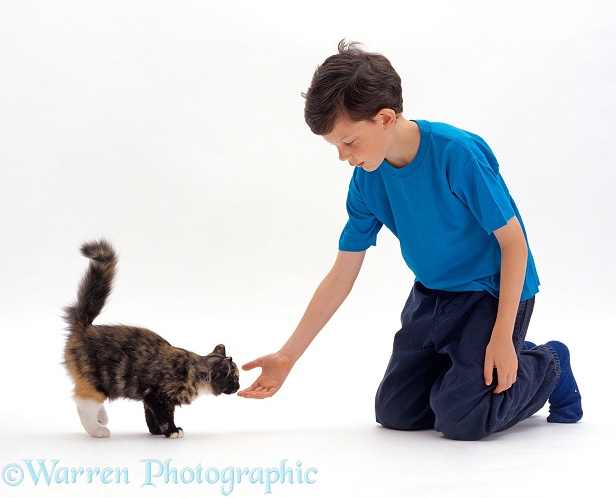 Tortoiseshell kitten, Mull, approaches, with tail up, to sniff Peter's hand, white background