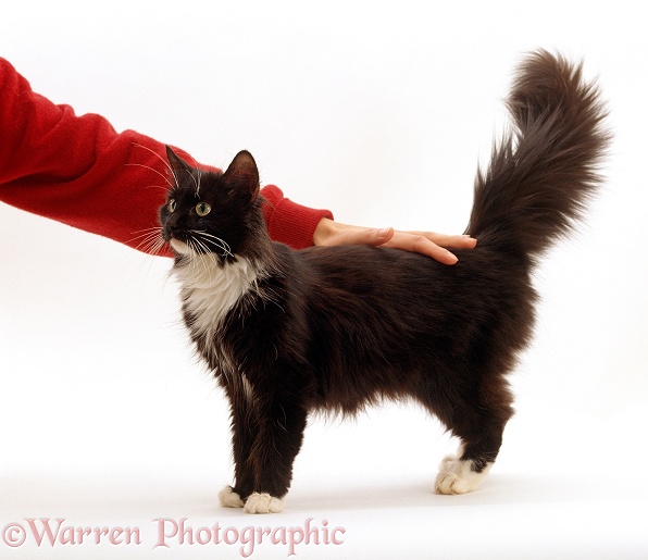 Black-and-white female cat enjoying being stroked, white background