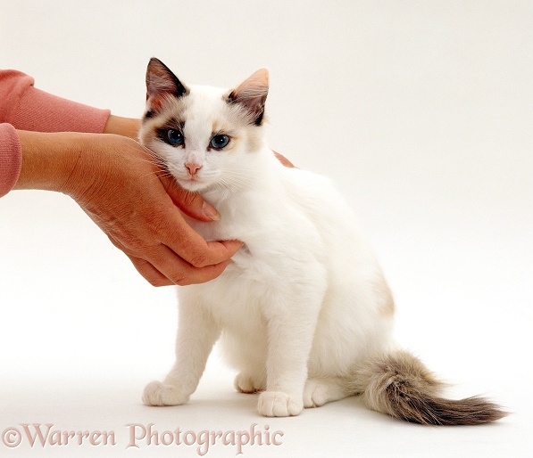 Seal-and-white female Ragdoll-cross kitten being stroked, white background